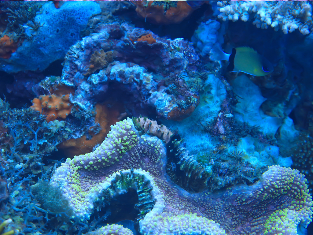 Diatoms Marine Tank: A Complete Guide to Managing and Preventing Diatom Growth 5 image 52